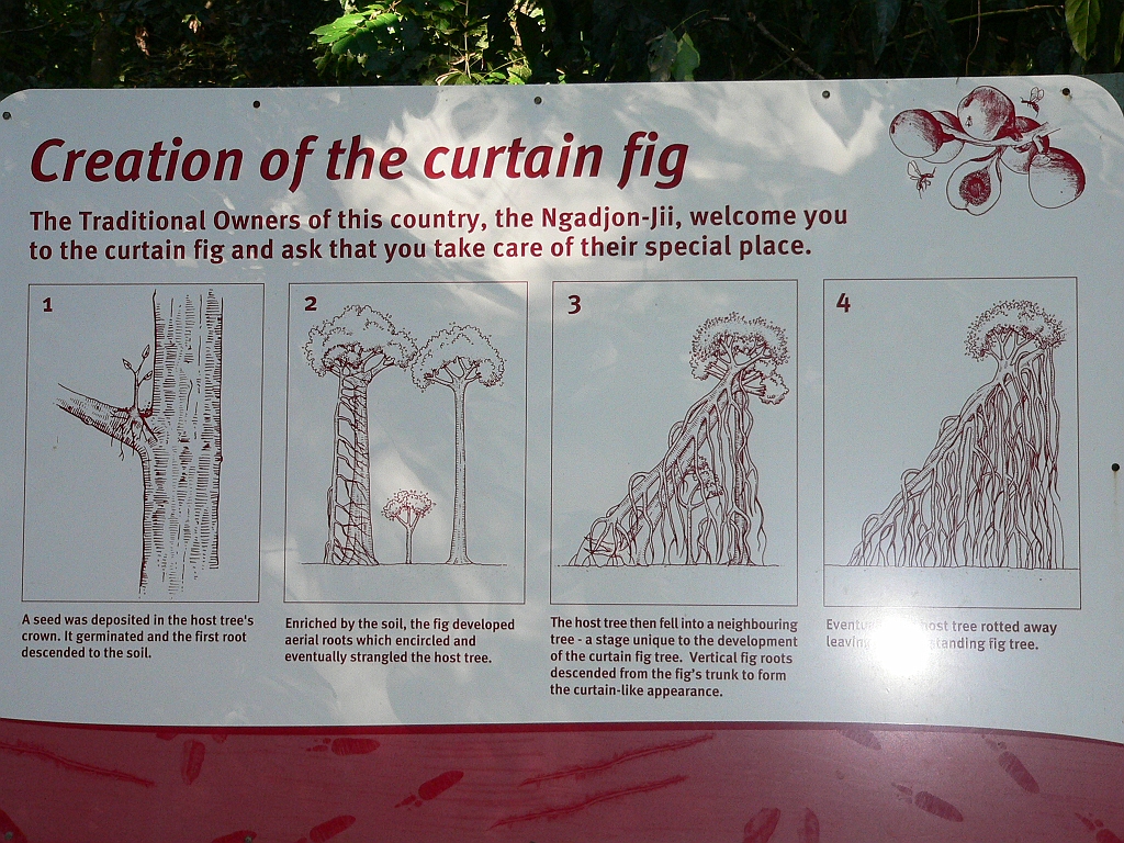 033 Curtain Fig Tree.jpg